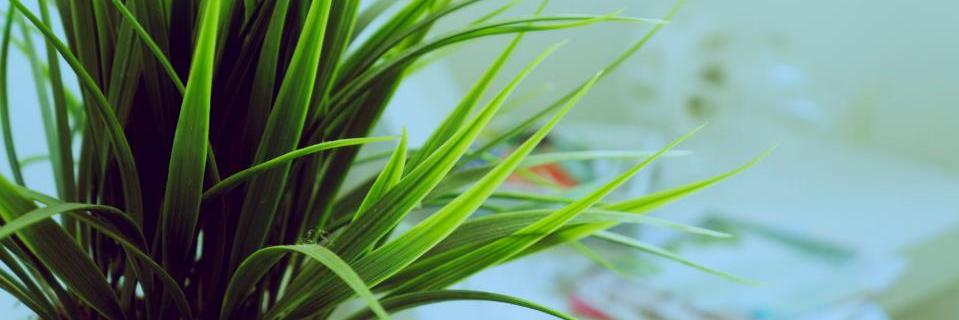 CCHENAUT's profile banner image