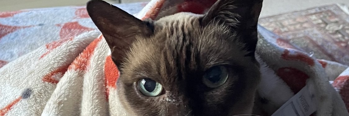 Emma 🌈 🐈 🐾💜🐾 banner