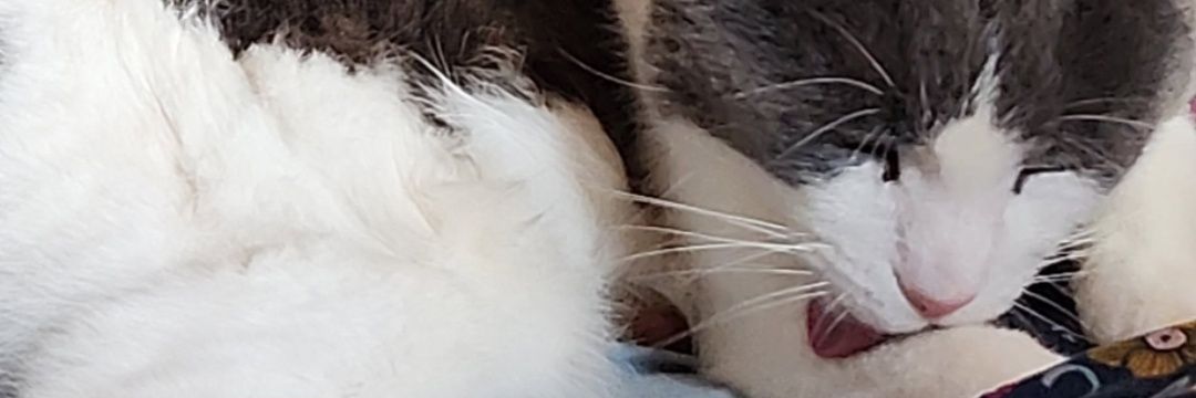 arkkyxx's profile banner image