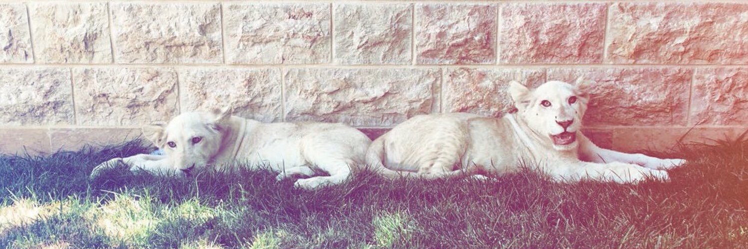 husam_f97's profile banner image