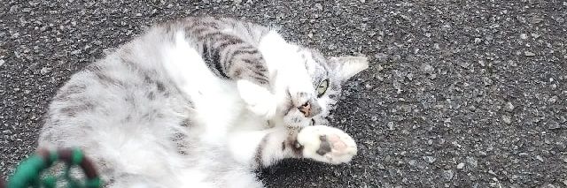 抹茶コロネ banner