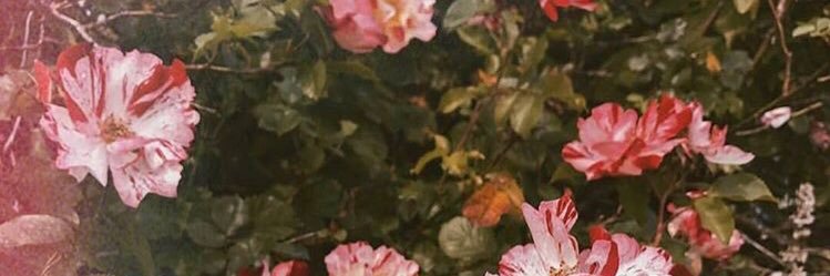 Tolkient's profile banner image