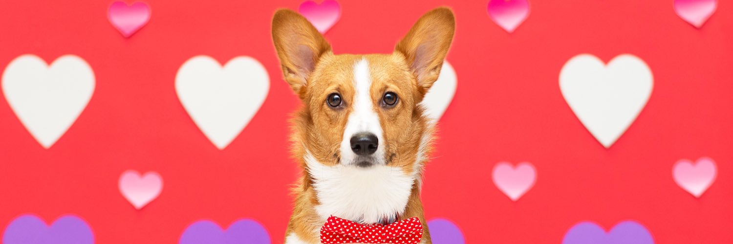 Miss Bentley The Corgi banner