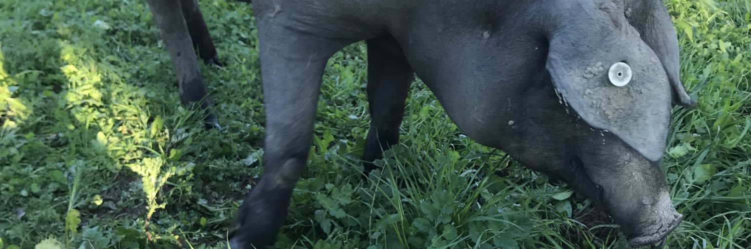 daivo82's profile banner image