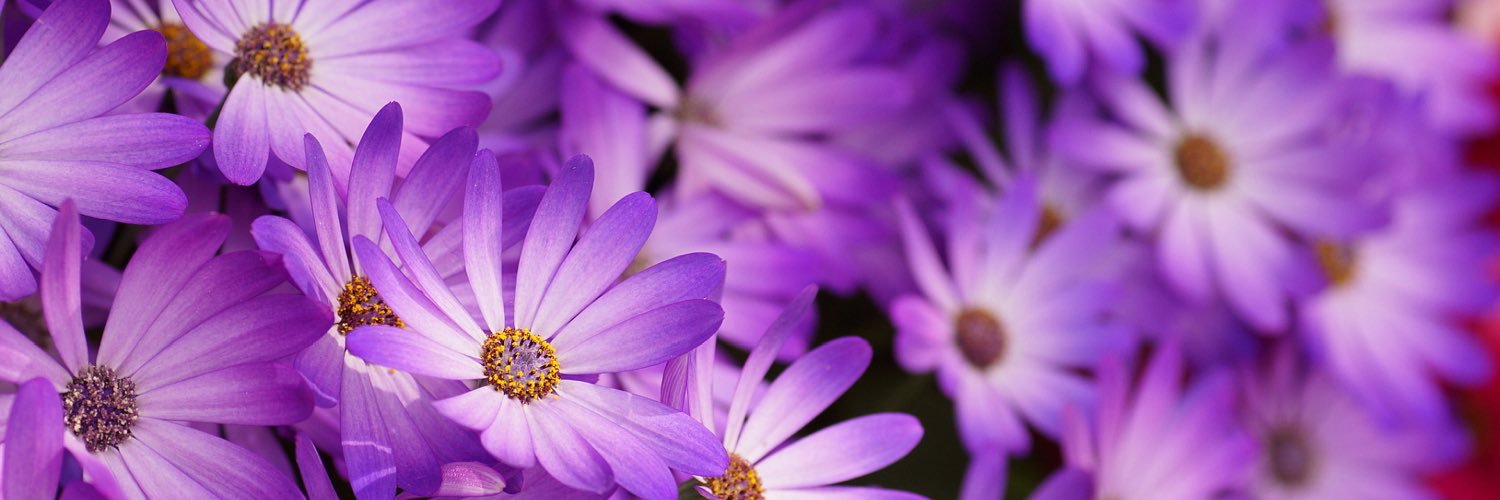 Dora9373's profile banner image