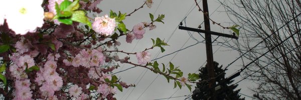 rxeey Profile Banner