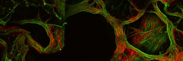 GRCLung2019 Profile Banner