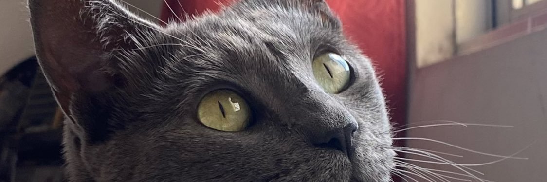 laucaprini's profile banner image