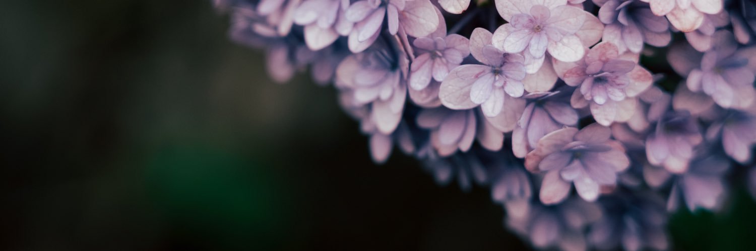 すぎっち / StudioCEDAR banner