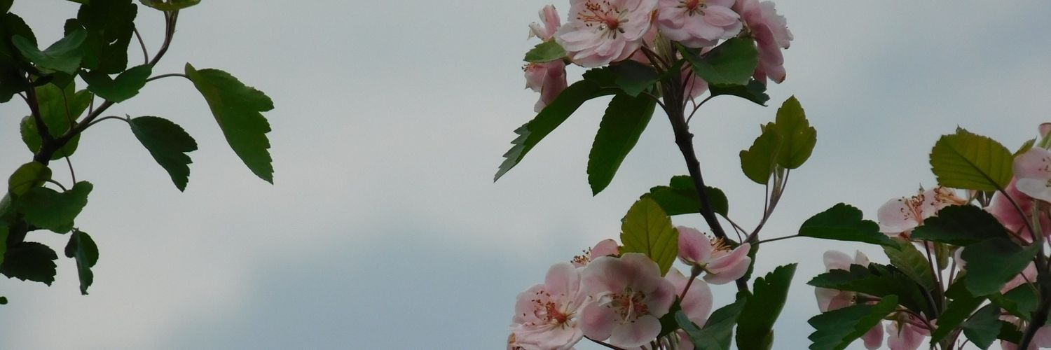PiperFord_'s profile banner image
