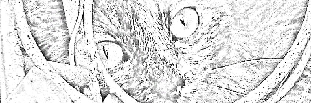 ChatVa😻🍃 banner