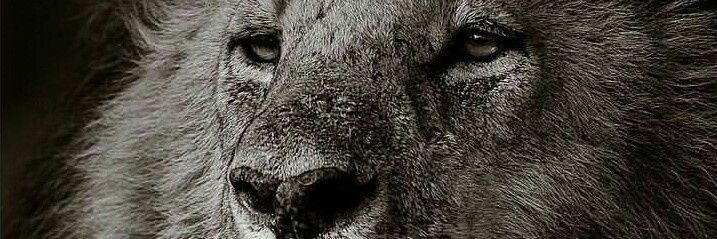 Allain Romero banner