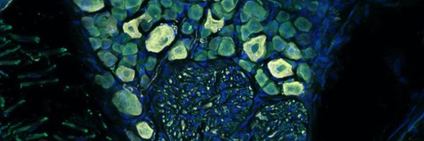 MGHMolBio Profile Banner