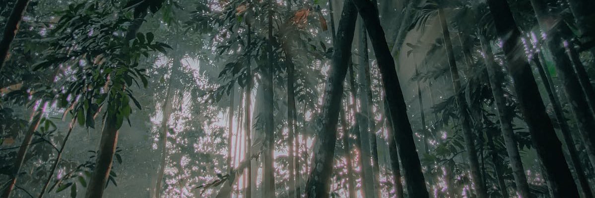 ʀǟɨռʄʟɨք banner