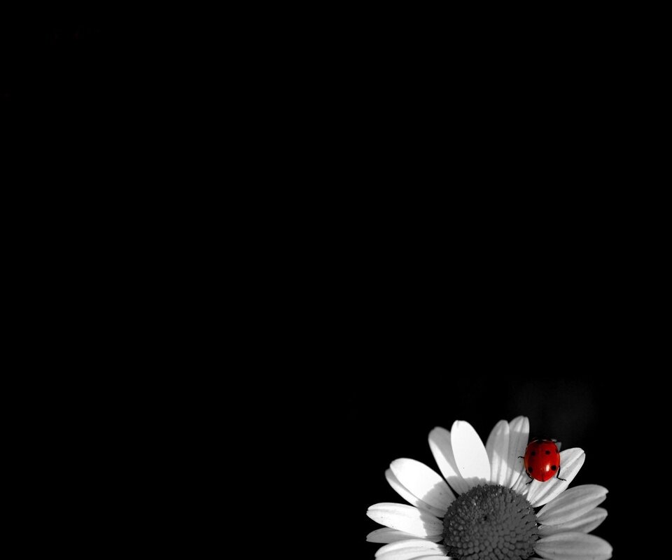 arroyo_lia's profile banner image