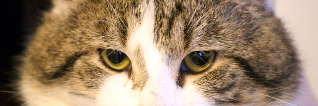 park pặc pặc😏 banner