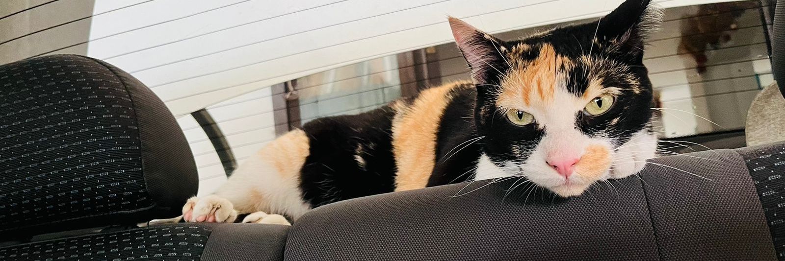 pautomed's profile banner image