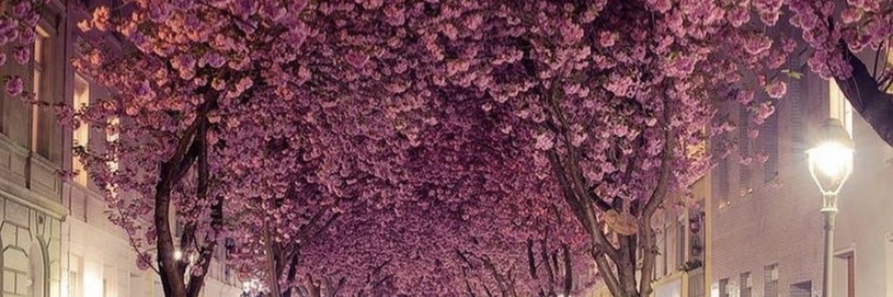 hanokoshak's profile banner image