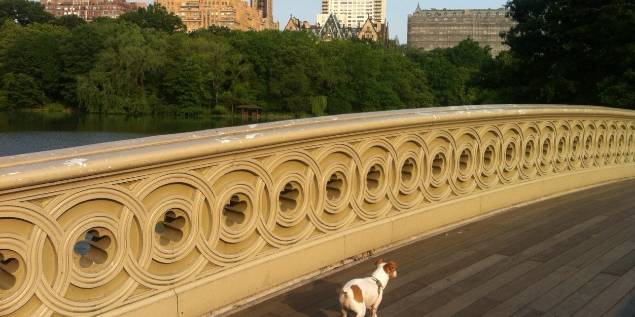 liaginNYC's profile banner image
