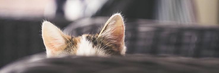 saintlymild's profile banner image