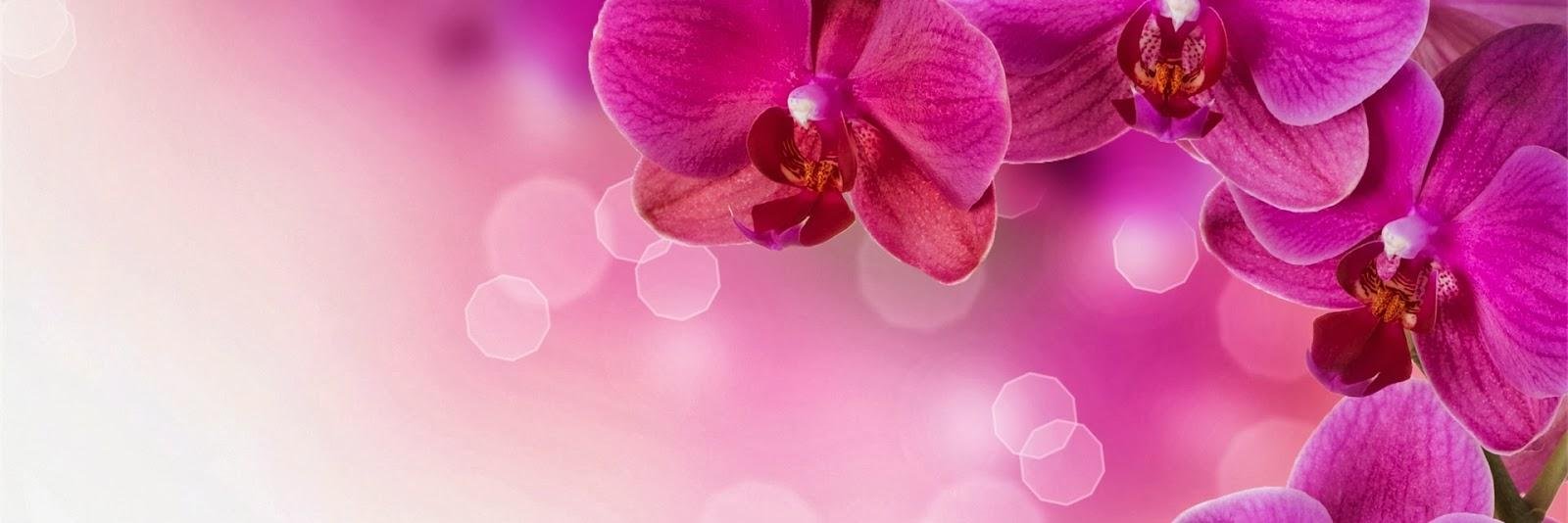 ms_muthia's profile banner image
