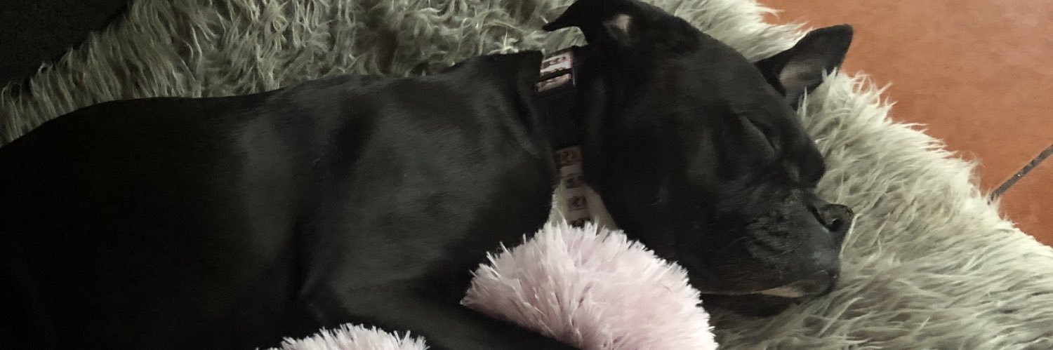 Penny The Boxer (RIP 12/6/23) banner