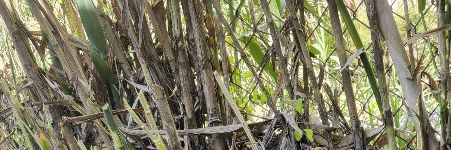 matmoral's profile banner image