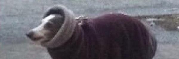 brandon banner
