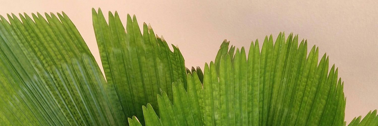 syarfidh's profile banner image