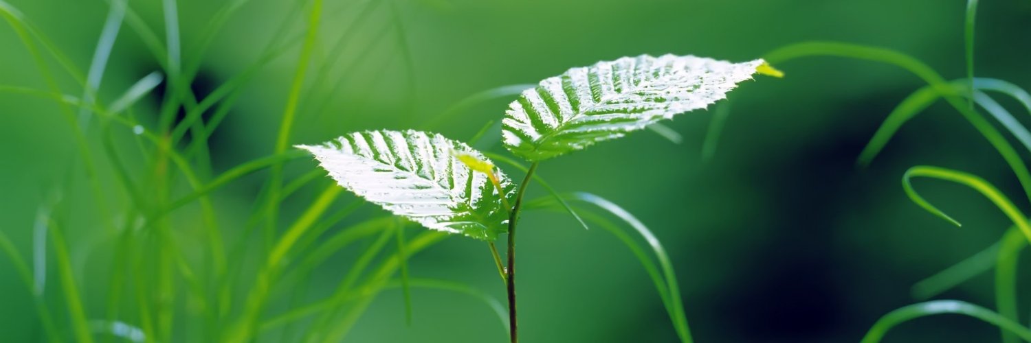 Maria Catherine Johns banner