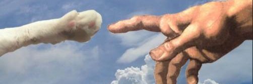 Le chat perché banner