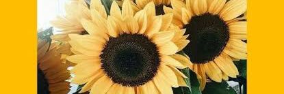 kelsj__'s profile banner image