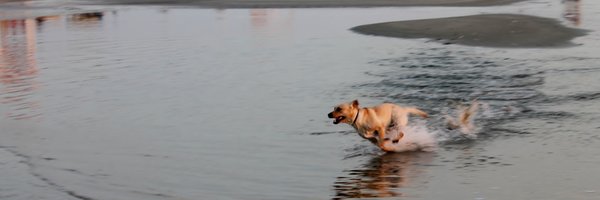 GhezziFilippo Profile Banner