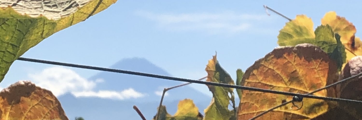 vinorosso banner