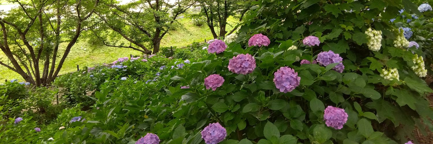 朝日庵's banner