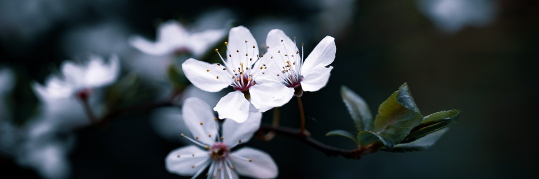 michpers's profile banner image