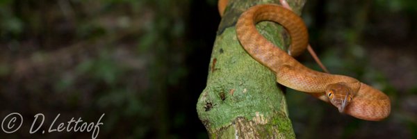 LettsGetSnakes Profile Banner