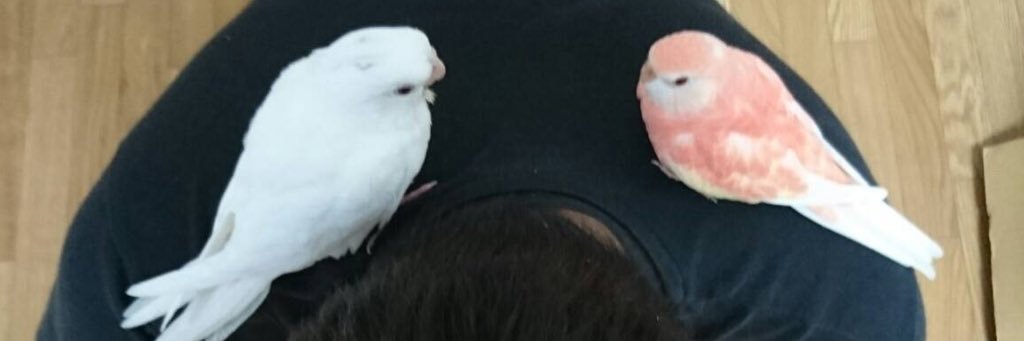 gyunewP's profile banner image