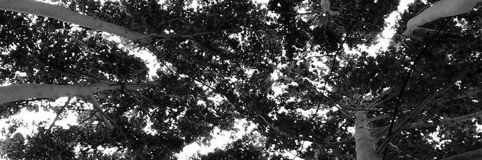 MR_hading's profile banner image