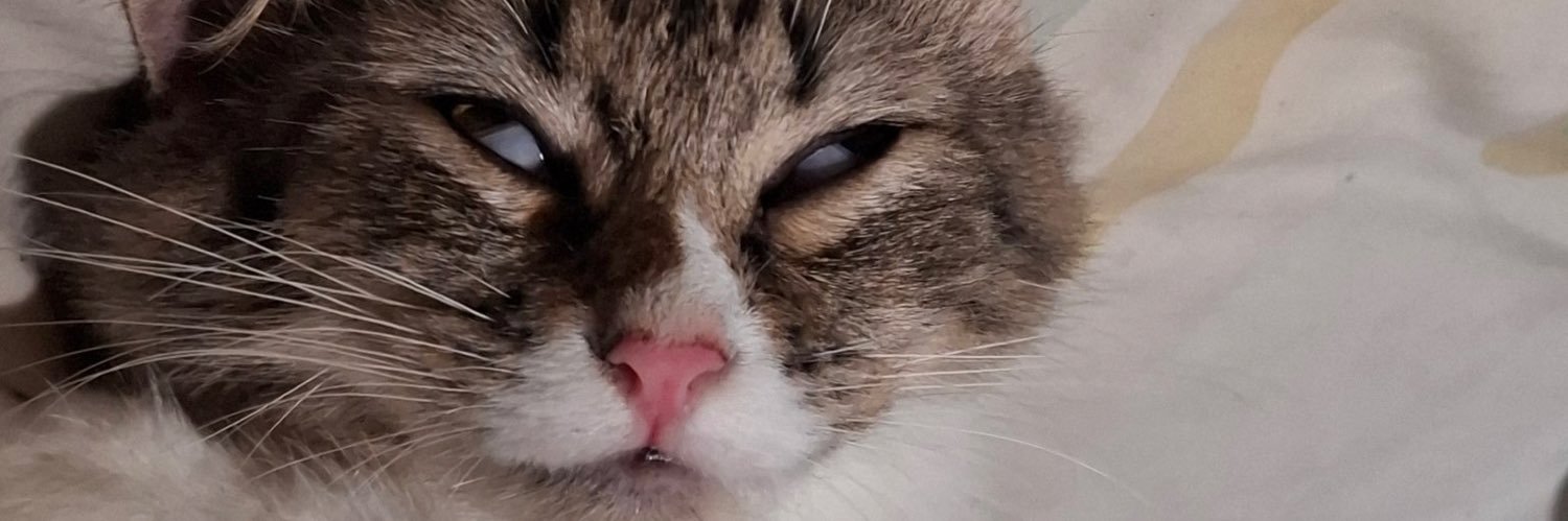 ipang banner