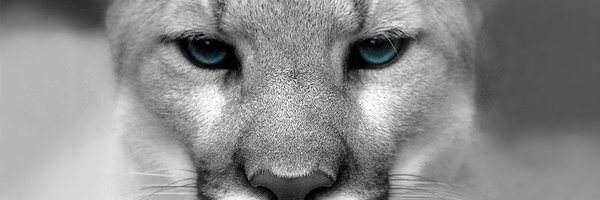 ConnallySB Profile Banner