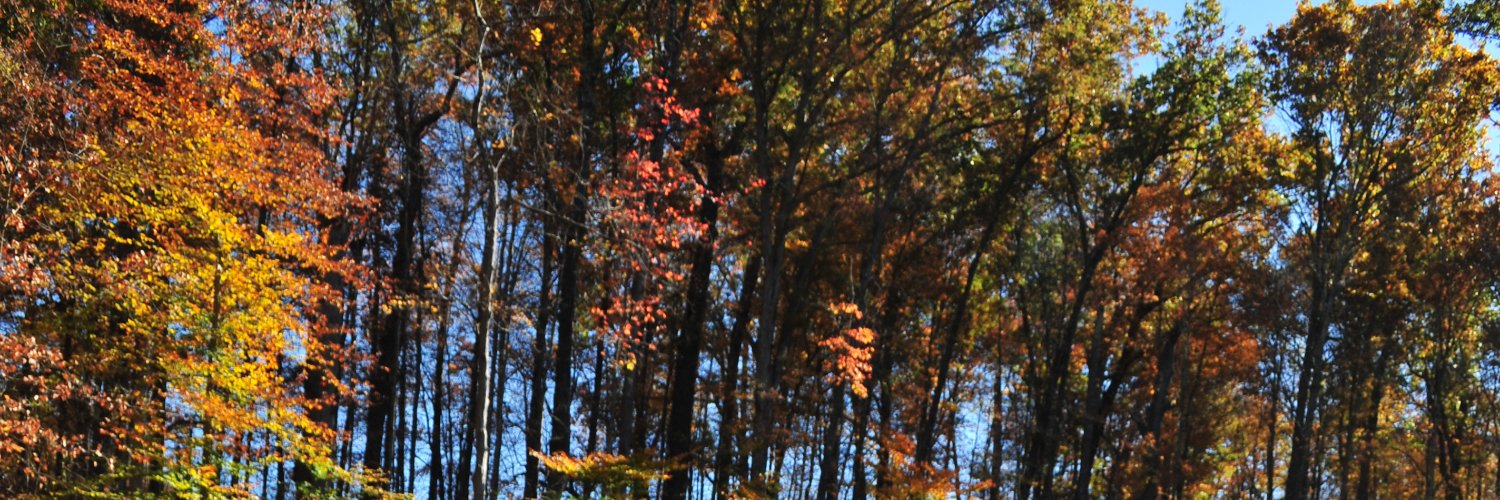 MariaDevigili's profile banner image