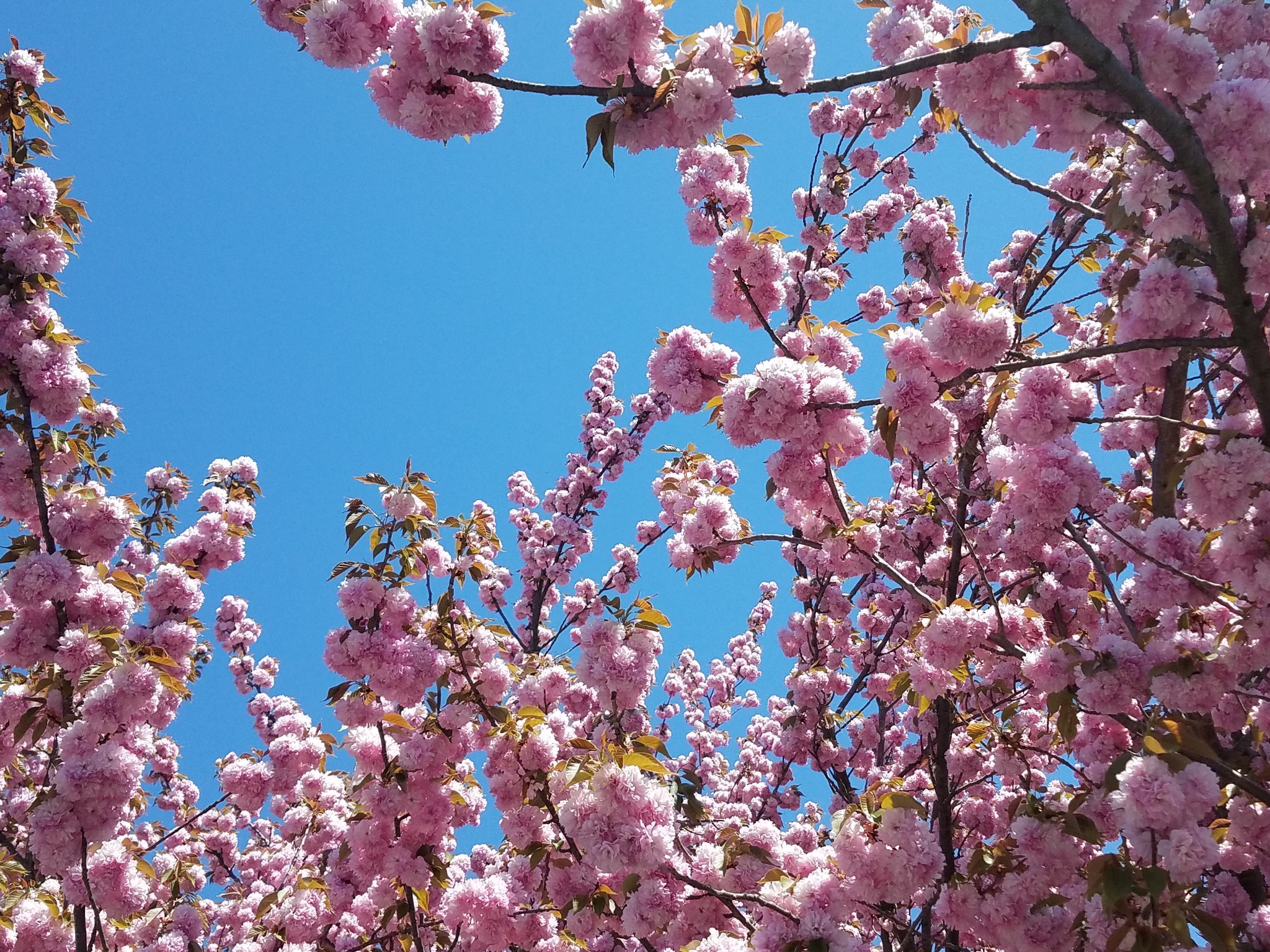 MJHemler's profile banner image