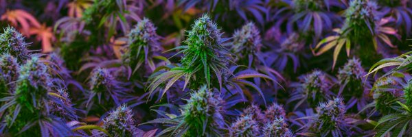 TheGrowthOp Profile Banner