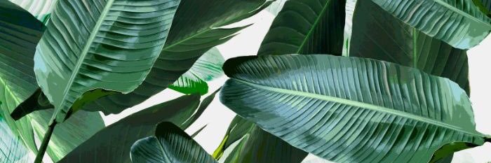 pasyaaa's profile banner image