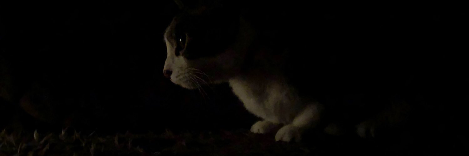 tenpelon's profile banner image