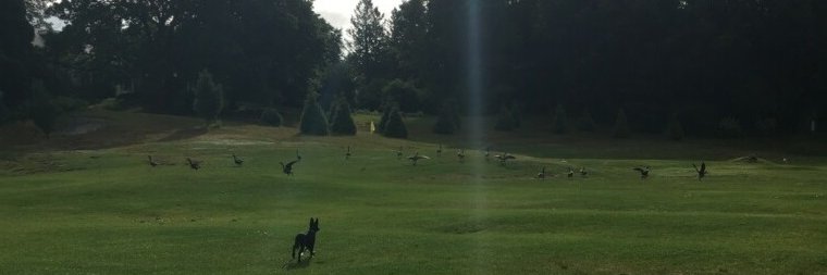 GretaLovesGeese's profile banner image