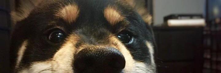 SnookEEA21's profile banner image