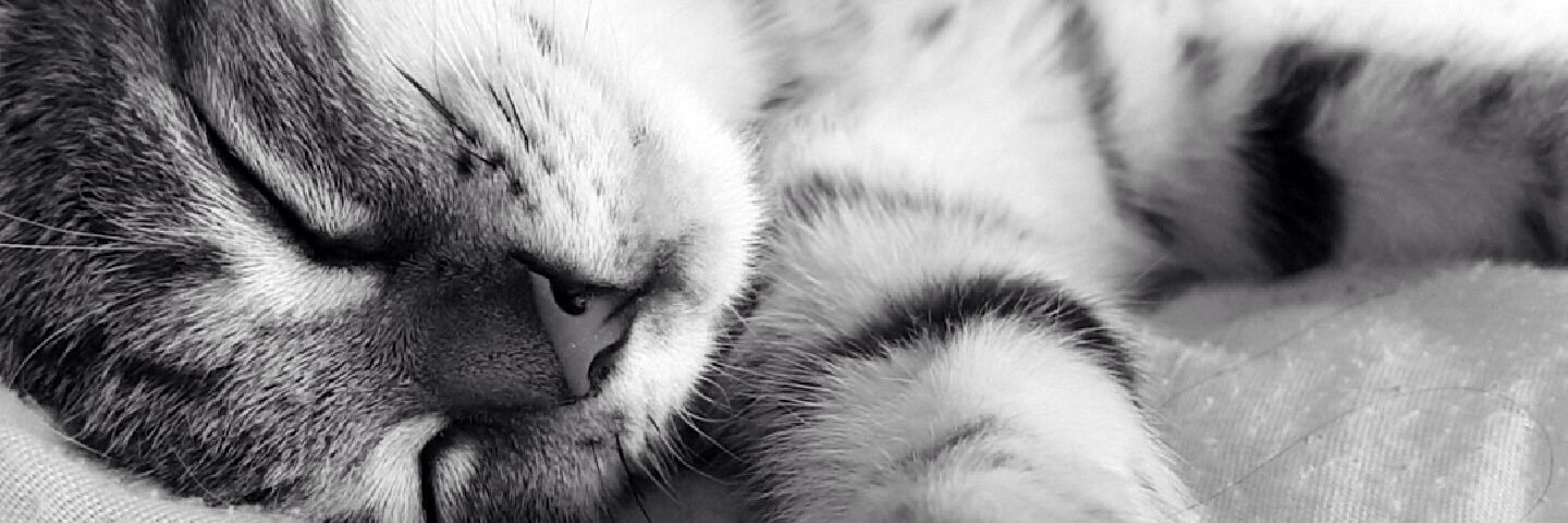 SchSteph10's profile banner image