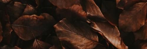 𝐁𝐄𝐂𝐂𝐀 banner